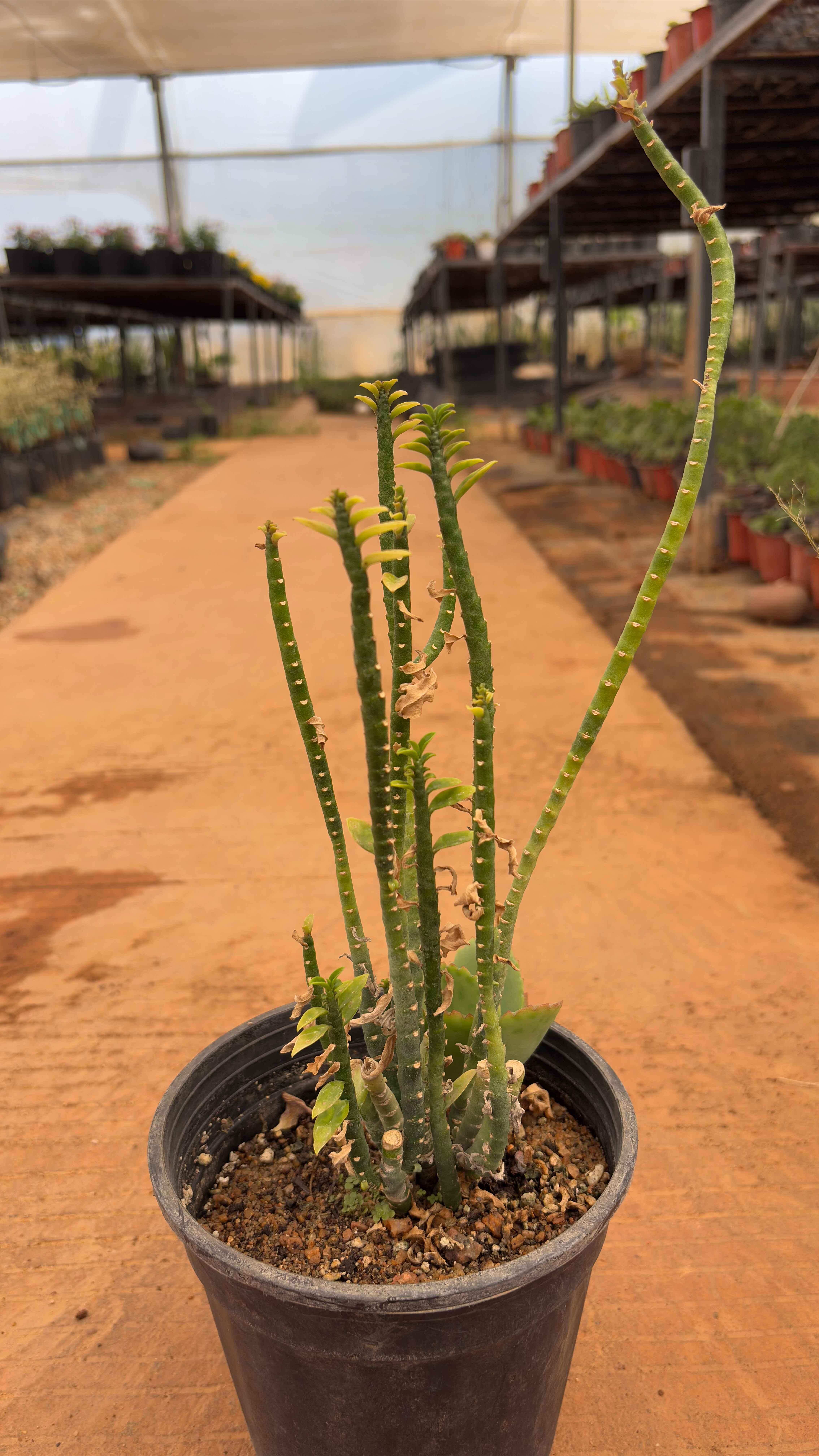Euphorbia tithymaloides (Devils back bone)